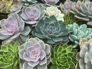 succulents.jpg